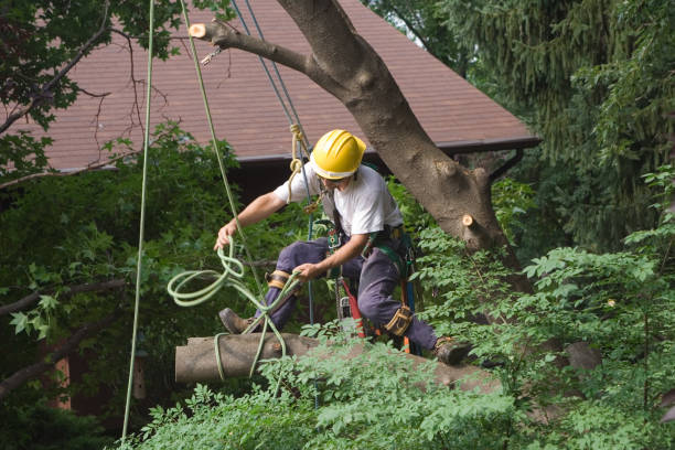 Reliable Hurley, NM Tree Care Solutions